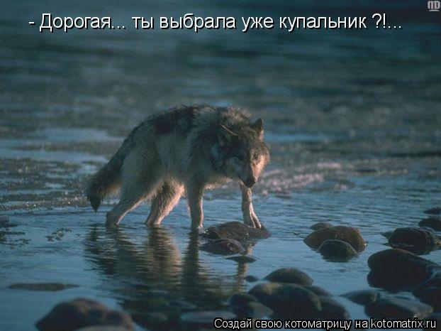 - Дорогая... ты выбрала уже купальник ?!...... Котоматрица: - Дорогая... ты выбрала уже купальник ?!...