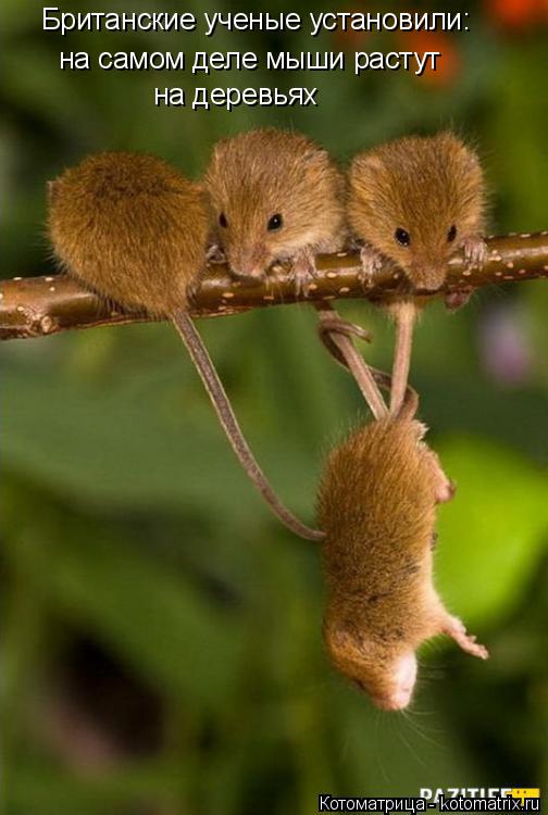 Котоматрица: Британские ученые установили: на самом деле мыши растут на деревьях