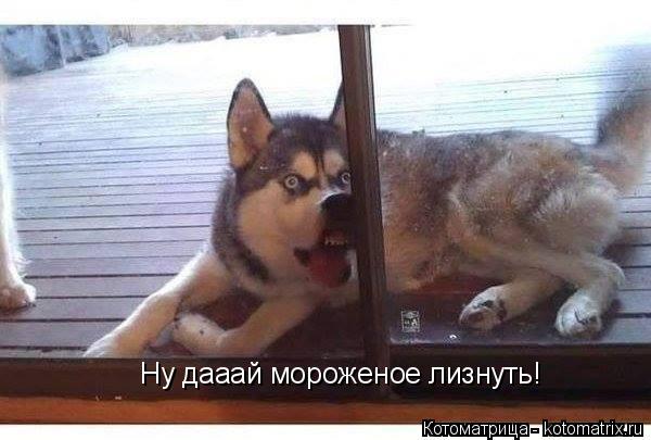 Ну дааай мороженое лизнуть!... Котоматрица: Ну дааай мороженое лизнуть!
