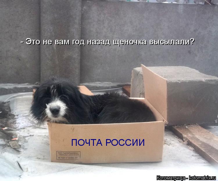 Котоматрица: ПОЧТА РОССИИ - Это не вам год назад щеночка высылали?