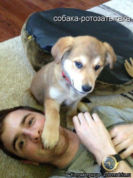 собака-ротозатыкака собака-ротозатыкака... Котоматрица: собака-ротозатыкака собака-ротозатыкака