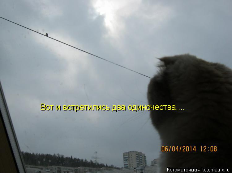 Вот и встретились два одиночества....... Котоматрица: Вот и встретились два одиночества....