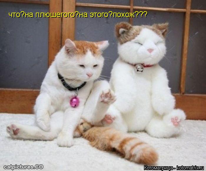 что?на плюшегого?на этого?похож???... Котоматрица: что?на плюшегого?на этого?похож???