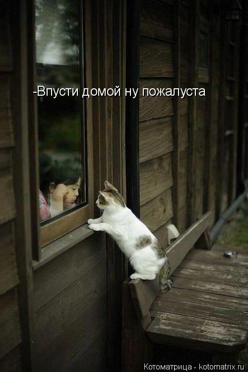 -Впусти домой ну пожалуста... Котоматрица: -Впусти домой ну пожалуста