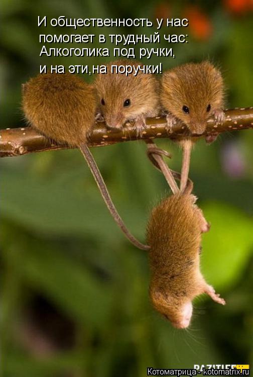 Котоматрица: И общественность у нас помогает в трудный час: Алкоголика под ручки, и на эти,на поручки!