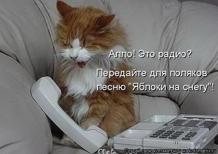 Котоматрица: Передайте для поляков песню "Яблоки на снегу"! Алло! Это радио?
