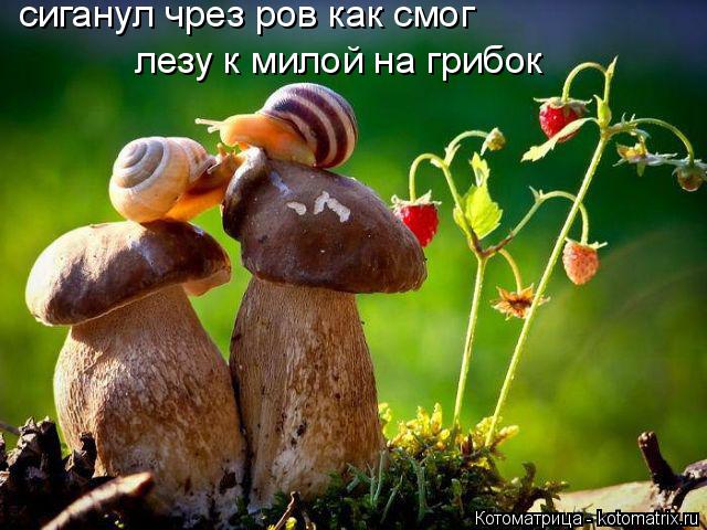 лезу к милой на грибок сиганул чрез ров как смог... Котоматрица: лезу к милой на грибок сиганул чрез ров как смог