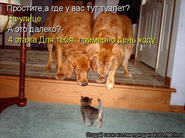 Котоматрица: Простите,а где у вас тут туалет? На улице. А это далеко?- 4 этажа.Для тебя- примерно день ходу.