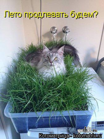 Котоматрица: Лето продлевать будем?