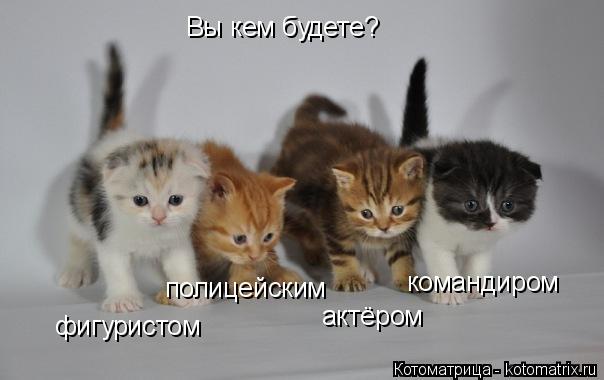 Котоматрица: Вы кем будете? фигуристом полицейским актёром командиром