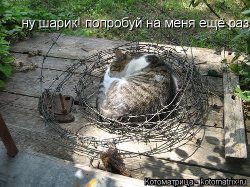 Котоматрица: ну шарик! попробуй на меня ещё раз!