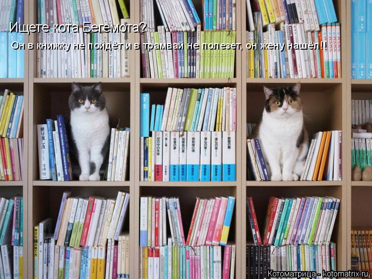 Котоматрица: Ищете кота Бегемота?  Он в книжку не пойдёт и в трамвай не полезет, он жену нашёл!!