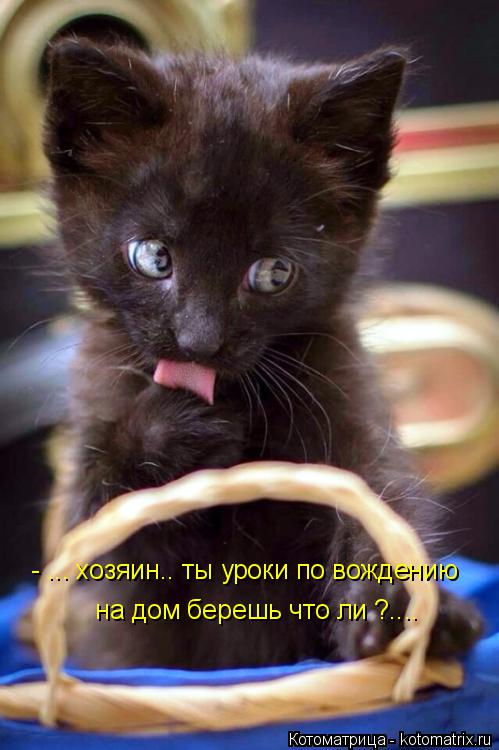 Котоматрица: - ... хозяин.. ты уроки по вождению  на дом берешь что ли ?....