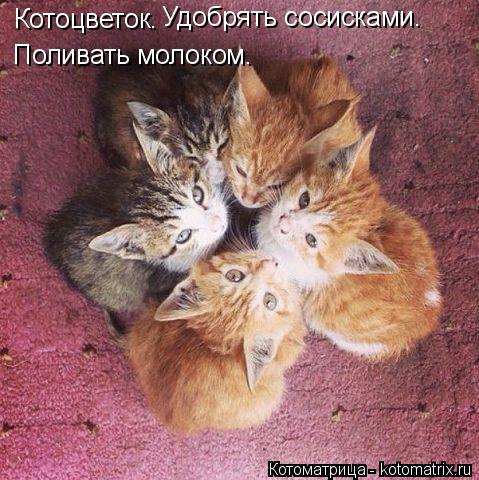 Котоматрица: Котоцветок. Поливать молоком. Удобрять сосисками.