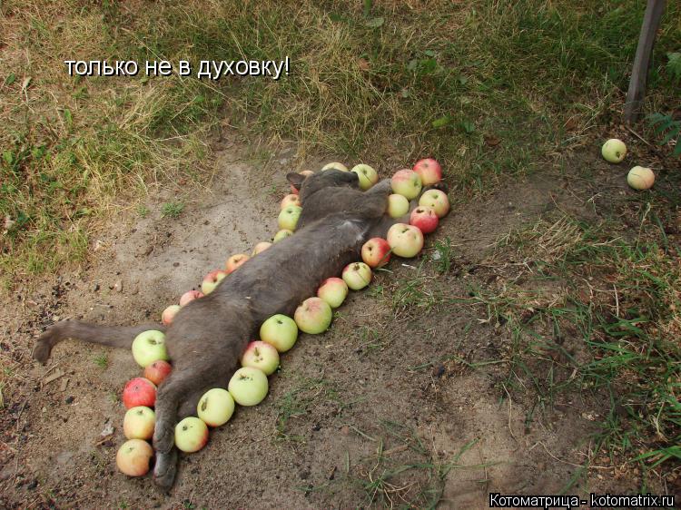 Котоматрица: только не в духовку!