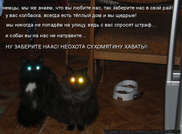 Котоматрица: немцы, мы же знаем, что вы любите нас, так заберите нас в свой рай! у вас колбаска, всегда есть тёплый дом и вы щедрые! мы никогда не попадём на 