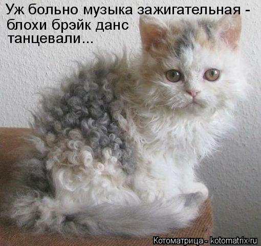 Уж больно музыка зажигательная - блохи брэйк данс танцевали...... Котоматрица: Уж больно музыка зажигательная - блохи брэйк данс танцевали...