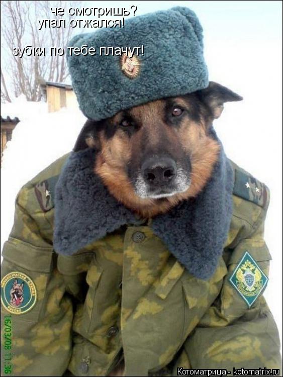 Котоматрица: че смотришь? упал отжался!  зубки по тебе плачут!