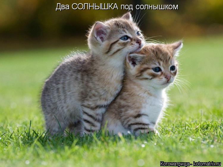 Котоматрица: Два СОЛНЫШКА под солнышком