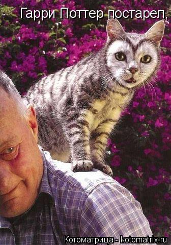 Котоматрица: Гарри Поттер постарел,