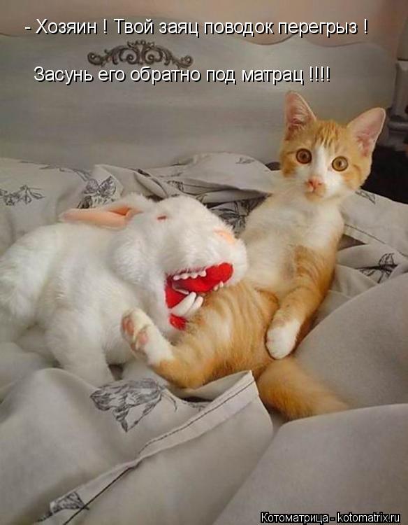Котоматрица: - Хозяин ! Твой заяц поводок перегрыз ! Засунь его обратно под матрац !!!!