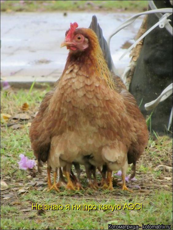 Котоматрица: Не знаю я ни про какую АЭС!