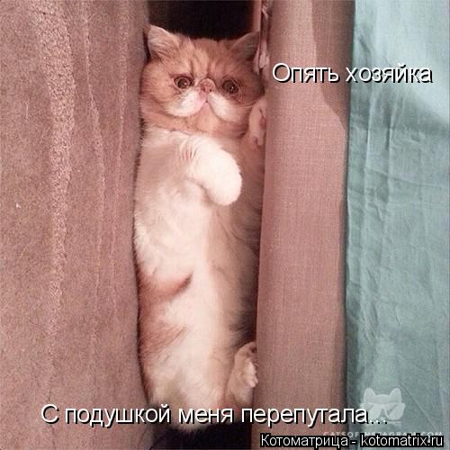 Опять хозяйка С подушкой меня перепутала...... Котоматрица: Опять хозяйка С подушкой меня перепутала...