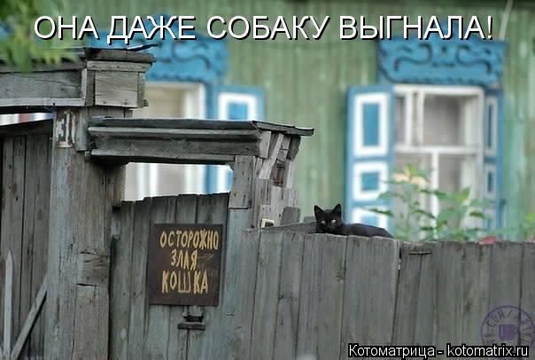 ОНА ДАЖЕ СОБАКУ ВЫГНАЛА!... Котоматрица: ОНА ДАЖЕ СОБАКУ ВЫГНАЛА!