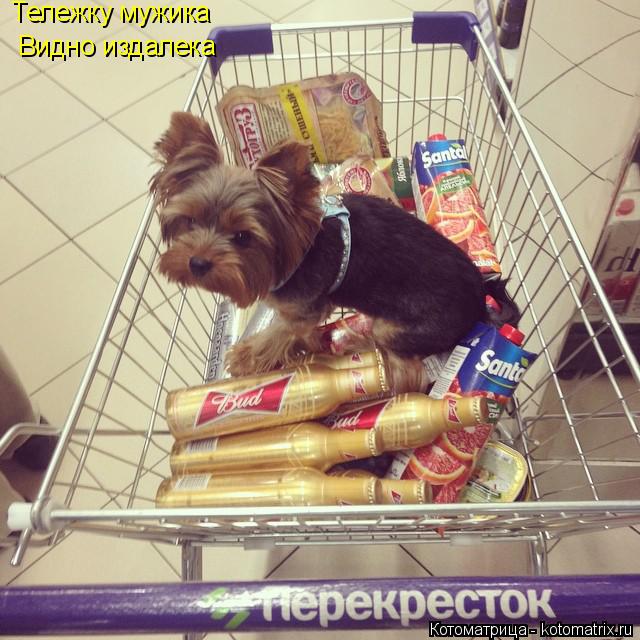 Тележку мужика Видно издалека... Котоматрица: Тележку мужика Видно издалека