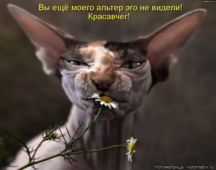 Вы ещё моего альтер эго не видели! Красавчег!... Котоматрица: Вы ещё моего альтер эго не видели! Красавчег!
