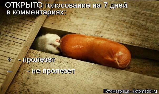 ОТКРЫТО голосование на 7 дней в комментариях: + - пролезет – - не пролезет... Котоматрица: ОТКРЫТО голосование на 7 дней в комментариях: + - пролезет – - не пролезет