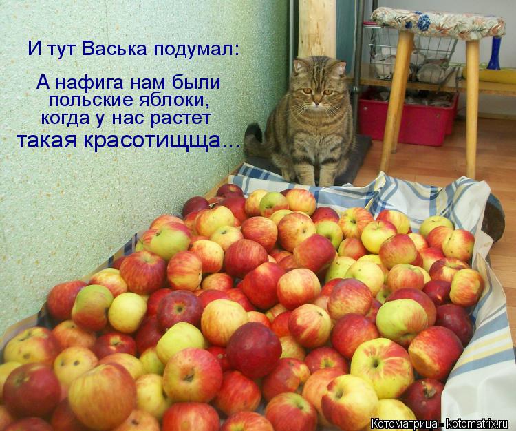 Котоматрица: И тут Васька подумал: А нафига нам были  польские яблоки,  когда у нас растет  такая красотищща...