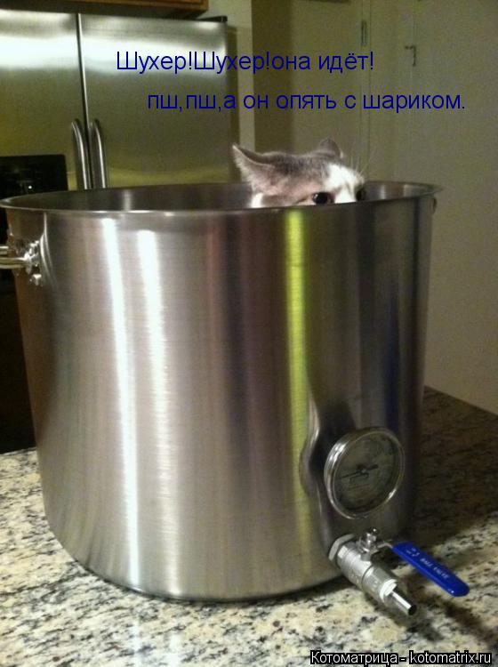 Шухер!Шухер!она идёт! пш,пш,а он опять с шариком.... Котоматрица: Шухер!Шухер!она идёт! пш,пш,а он опять с шариком.