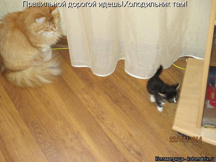 Котоматрица: Правильной дорогой идешь!Холодильник там!