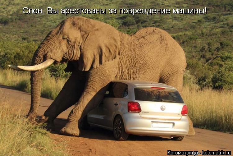 Котоматрица: Слон, Вы арестованы за повреждение машины!