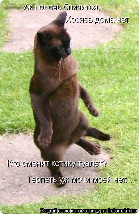 Котоматрица: Уж полочь близится,  Хозяев дома нет Кто сменит котику туалет? Терпеть уж мочи моей нет...