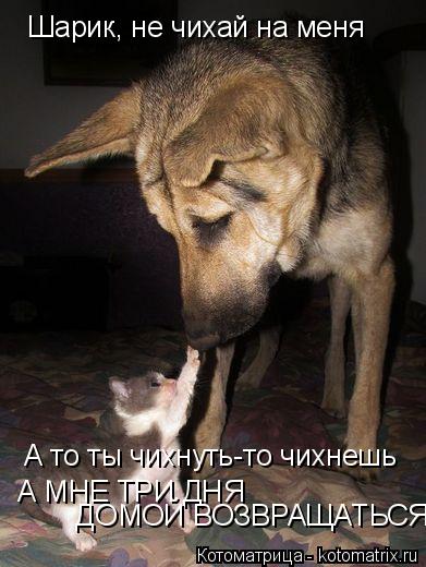 Шарик, не чихай на меня А то ты чихнуть-то чихнешь А МНЕ ТРИ ДНЯ ДОМОЙ ВОЗВРАЩАТЬСЯ...... Котоматрица: Шарик, не чихай на меня А то ты чихнуть-то чихнешь А МНЕ ТРИ ДНЯ ДОМОЙ ВОЗВРАЩАТЬСЯ...