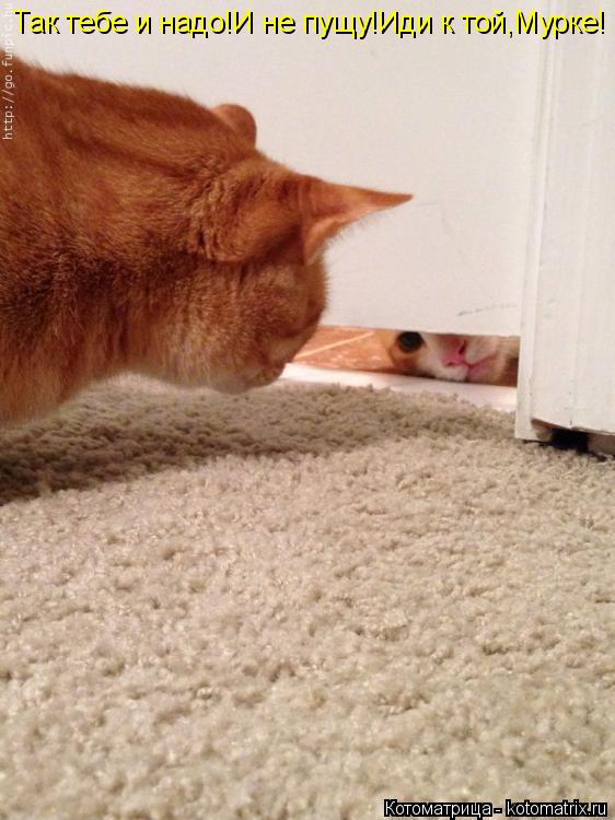 Котоматрица: Так тебе и надо!И не пущу!Иди к той,Мурке!