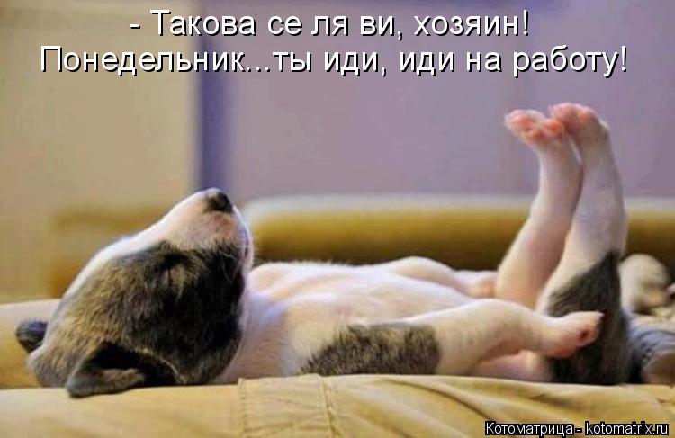 Котоматрица: - Такова се ля ви, хозяин! Понедельник...ты иди, иди на работу!