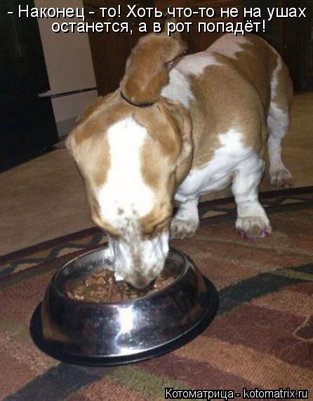 Котоматрица: - Наконец - то! Хоть что-то не на ушах останется, а в рот попадёт!