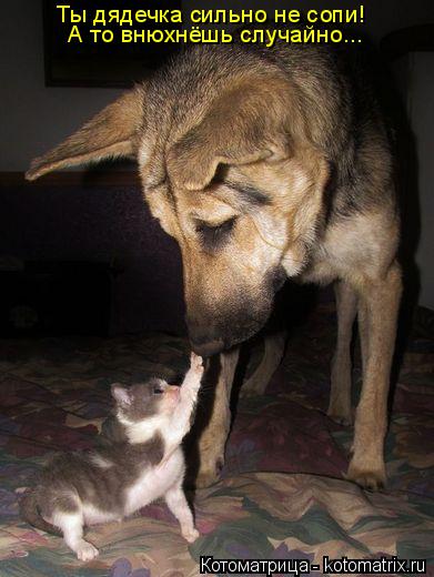 Котоматрица: Ты дядечка сильно не сопи! А то внюхнёшь случайно...