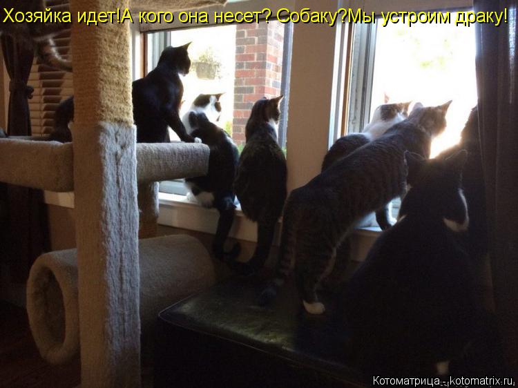 Котоматрица: Хозяйка идет!А кого она несет? Собаку?Мы устроим драку!