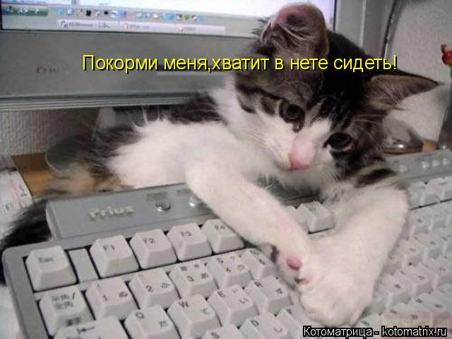 Покорми меня,хватит в нете сидеть!... Котоматрица: Покорми меня,хватит в нете сидеть!