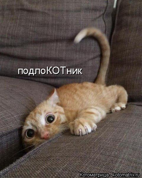 подлоКОТник... Котоматрица: подлоКОТник