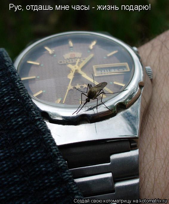 Рус, отдашь мне часы - жизнь подарю!... Котоматрица: Рус, отдашь мне часы - жизнь подарю!