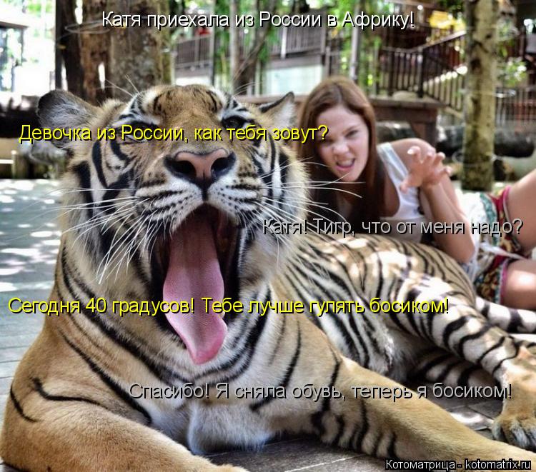 Катя приехала из России в Африку! Девочка из России, как тебя зовут? Катя! Тигр, что от меня надо? Се... Котоматрица: Катя приехала из России в Африку! Девочка из России, как тебя зовут? Катя! Тигр, что от меня надо? Сегодня 40 градусов! Тебе лучше гулять босико