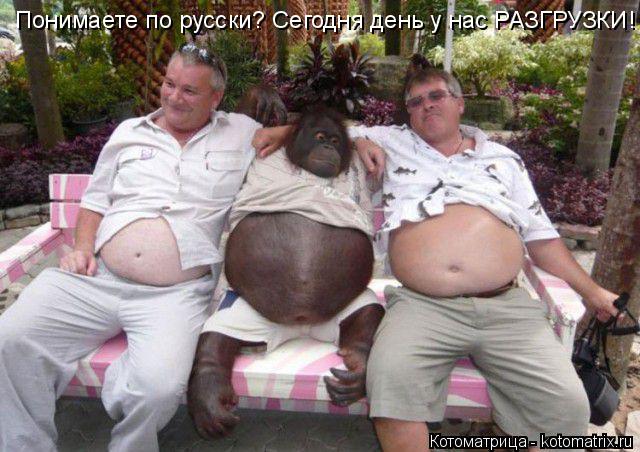 Понимаете по русски? Сегодня день у нас РАЗГРУЗКИ!... Котоматрица: Понимаете по русски? Сегодня день у нас РАЗГРУЗКИ!