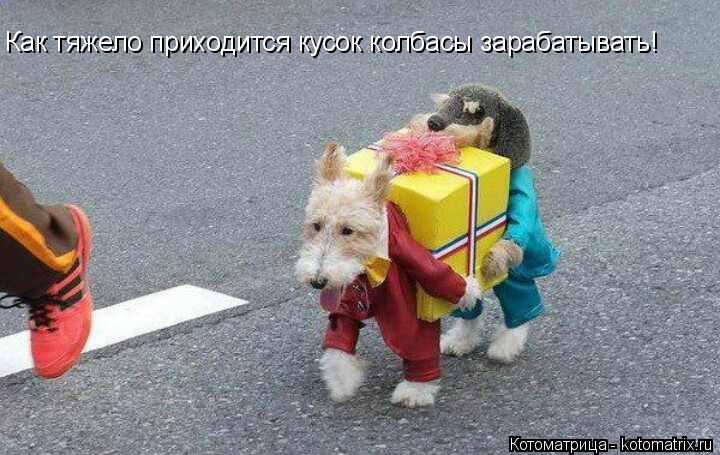 Котоматрица: Как тяжело приходится кусок колбасы зарабатывать!