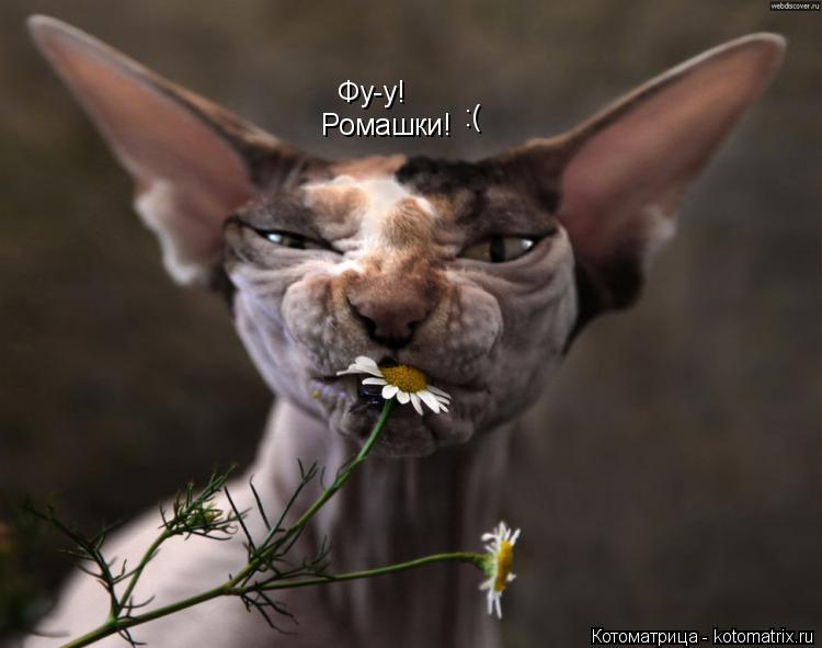 Фу-у! Ромашки! :(... Котоматрица: Фу-у! Ромашки! :(