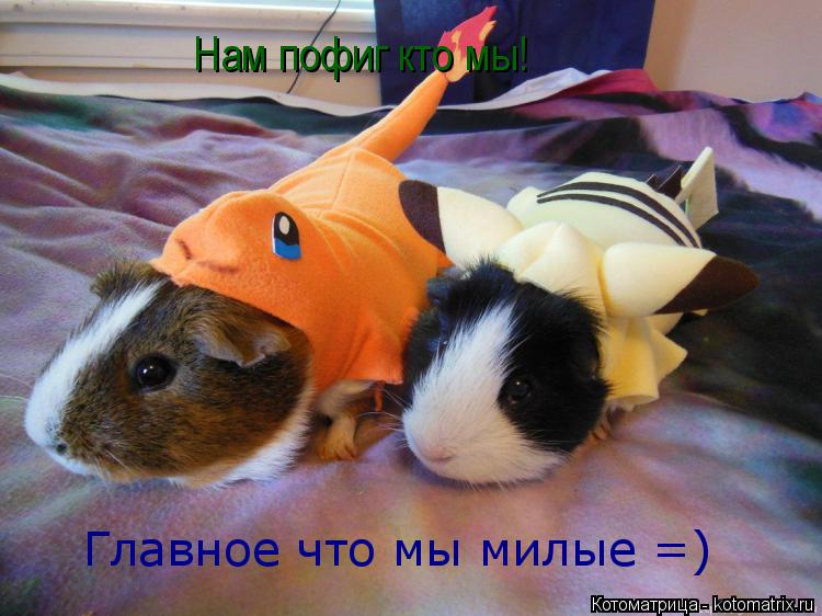 Нам пофиг кто мы! Главное что мы милые =)... Котоматрица: Нам пофиг кто мы! Главное что мы милые =)